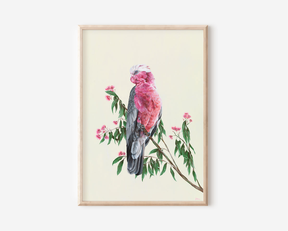 A Fine Art Print hand painted by Australian Artist Jessica Alpert of a pink Australian Galah perched on a brand of Australian gum leaves and pink flowering gum flowers against a a soft yellow background.