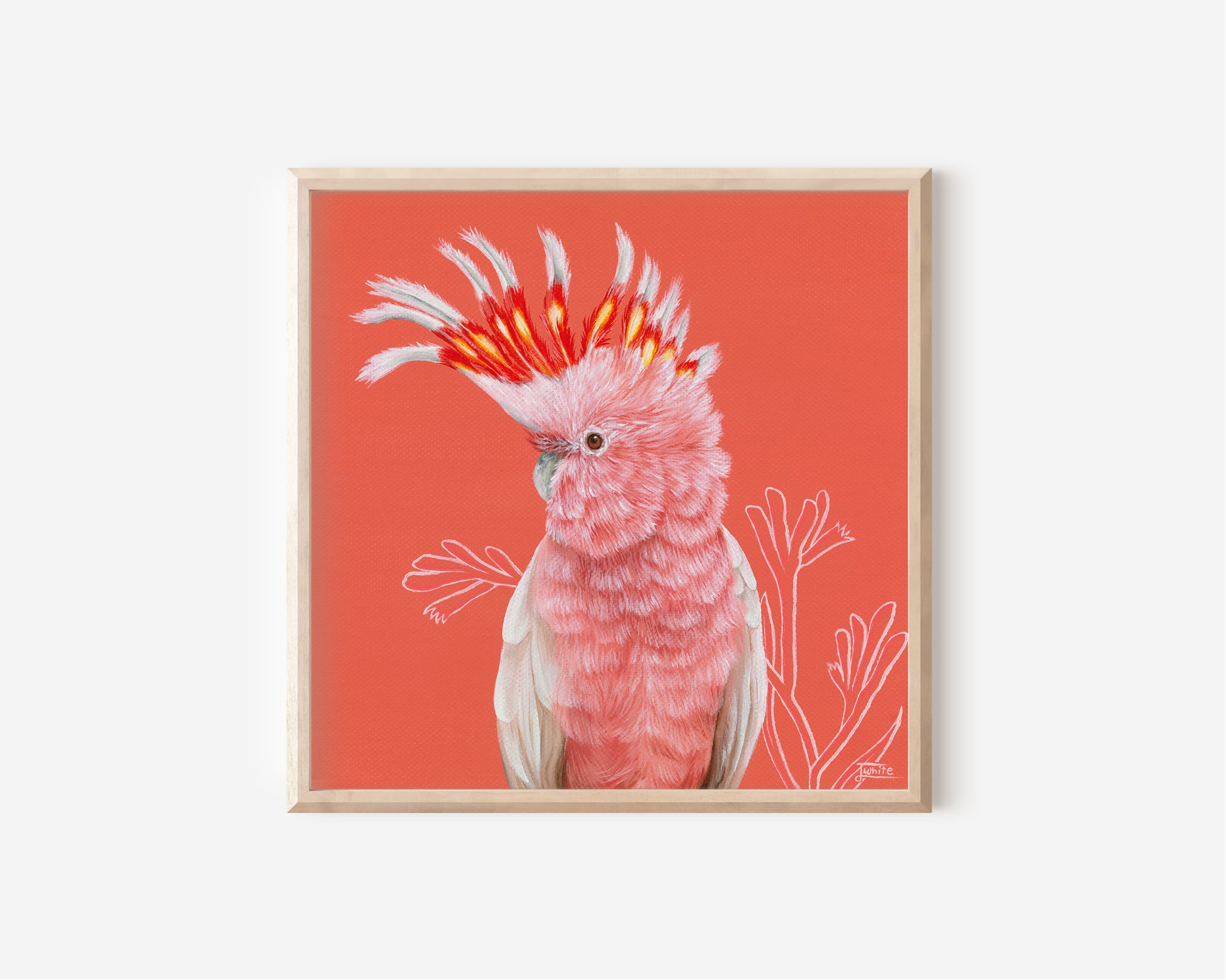 Fine Art Print by Australian Artist Jessica Alpert of a pink Major Mitchell Cockatoo against a vibrant peachy salmon background colour complimenting it's flaming crest, with soft pink outlines of Australian kangaroo paw in the background.