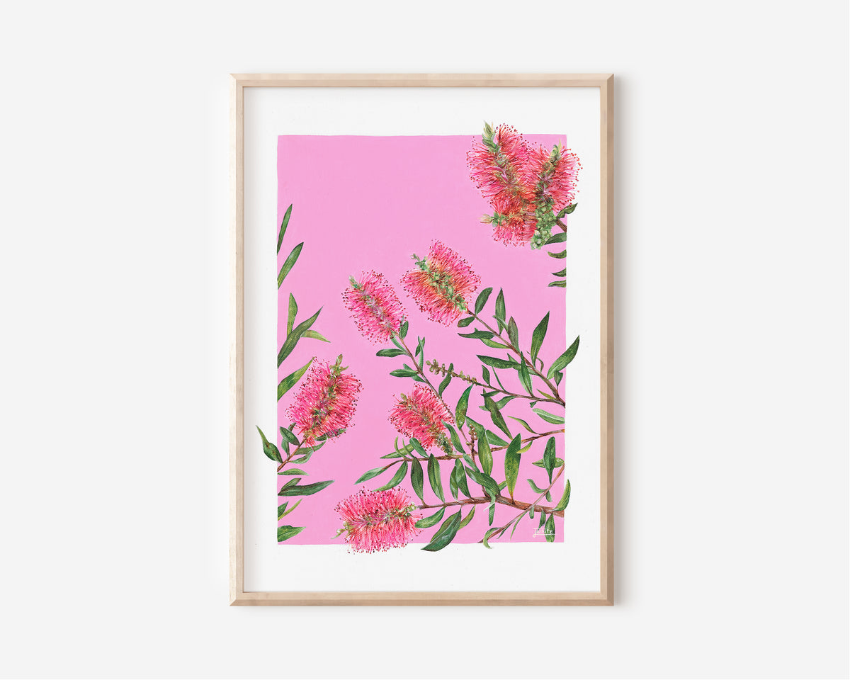 A Fine Art Print hand painted by Australian Artist Jessica Alpert of a cluster of detailed pink Australian bottlebrush flowers and leaves against a hot pink background with a thick white border.