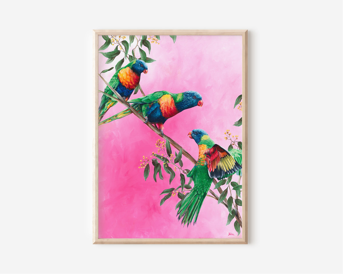 A Fine Art Print hand painted by Australian Artist Jessica Alpert of three colourful rainbow lorikeet birds perched on an Australian wattle branch against a vibrant hot pink textured background.