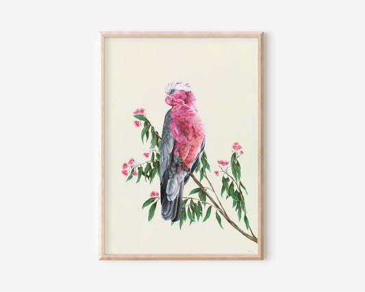 A Fine Art Print hand painted by Australian Artist Jessica Alpert of a pink Australian Galah perched on a brand of Australian gum leaves and pink flowering gum flowers against a a soft yellow background.